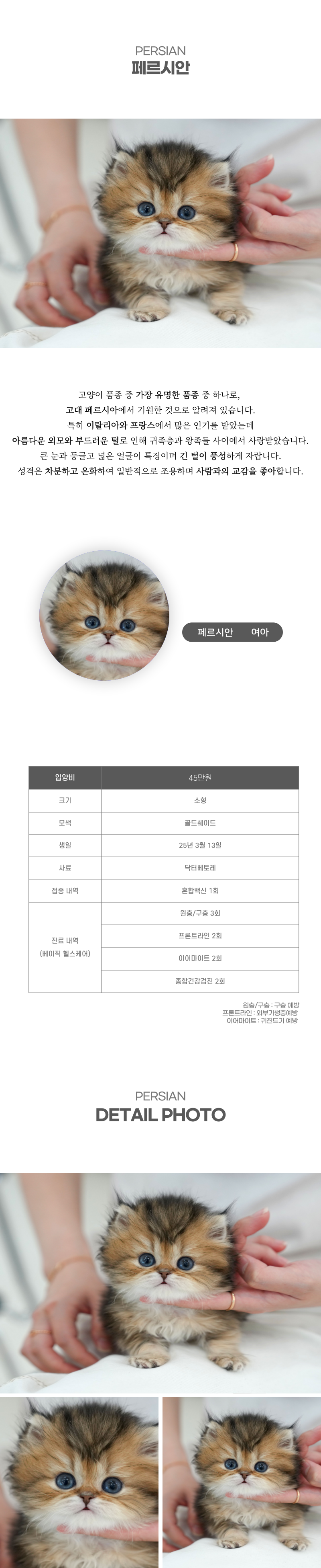 페르시안_상세이미지_2