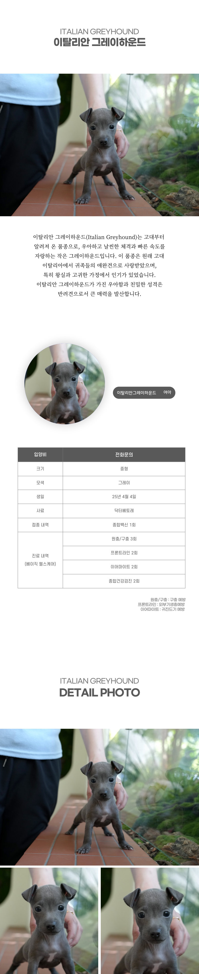 이탈리안 그레이하운드_상세이미지_2
