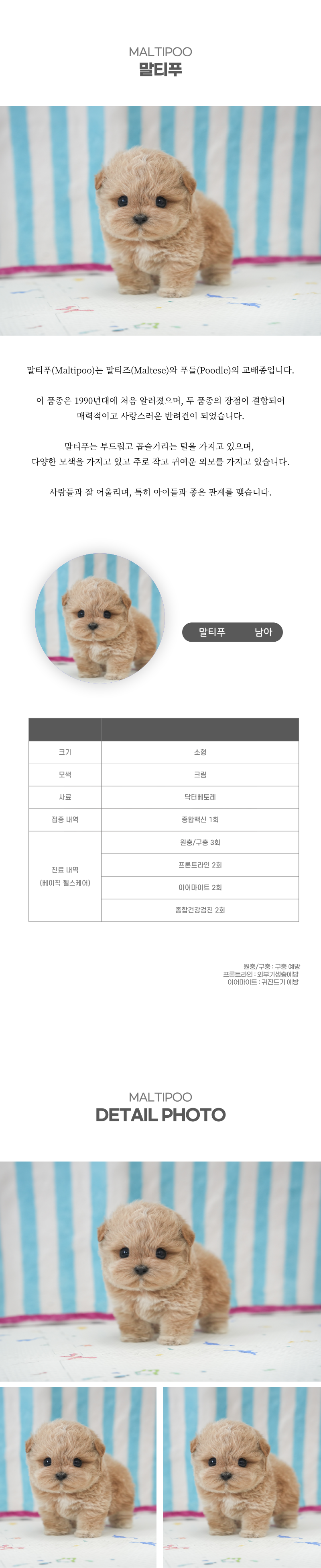 말티푸_상세이미지_2