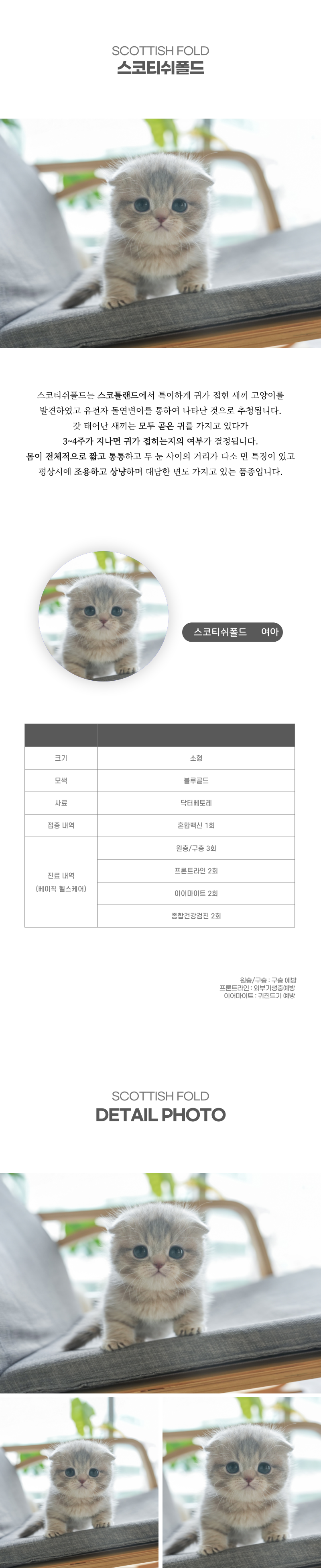 스코티쉬폴드_상세이미지_2