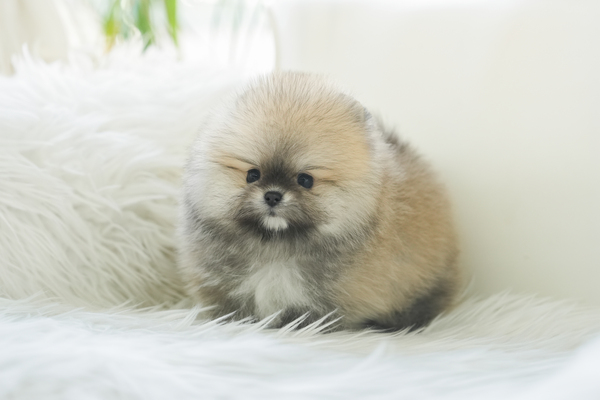 포메_여아_화룡켄넬_690165 복사.jpg