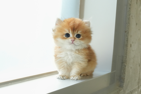 브숏_18-1_여_캣솔루션(20)_40 (1).jpg