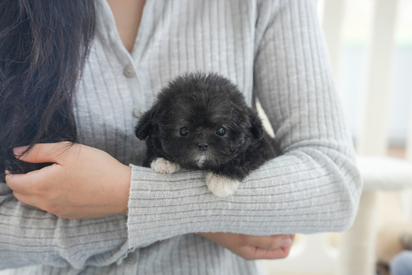 토이푸들(실버)_여아_효성켄넬_130375  저나.jpg
