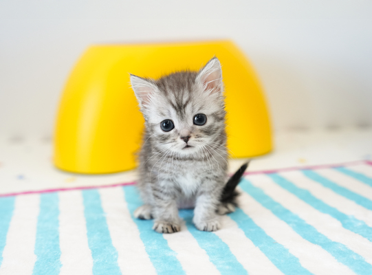 브숏(아메리칸숏헤어)_남아_금냥이_320320_35.jpg
