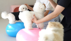 미유펫분당_메뉴_2_4_on